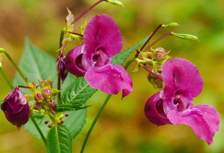 Gebietsfremde Arten – Neobiota