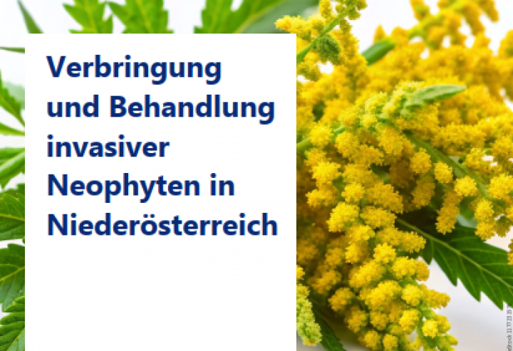 Richtiger Umgang mit invasiven Neophyten