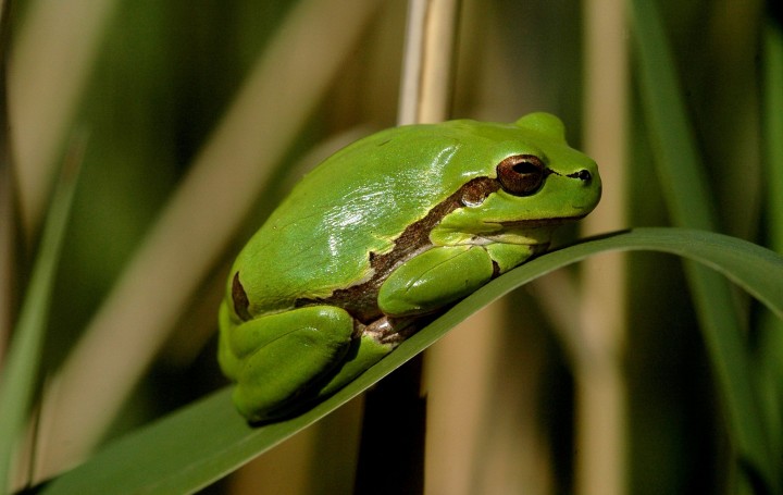 Foto eines Laubfrosches