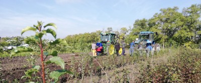 Schutzanlage mit unterschiedlichen Sträuchern