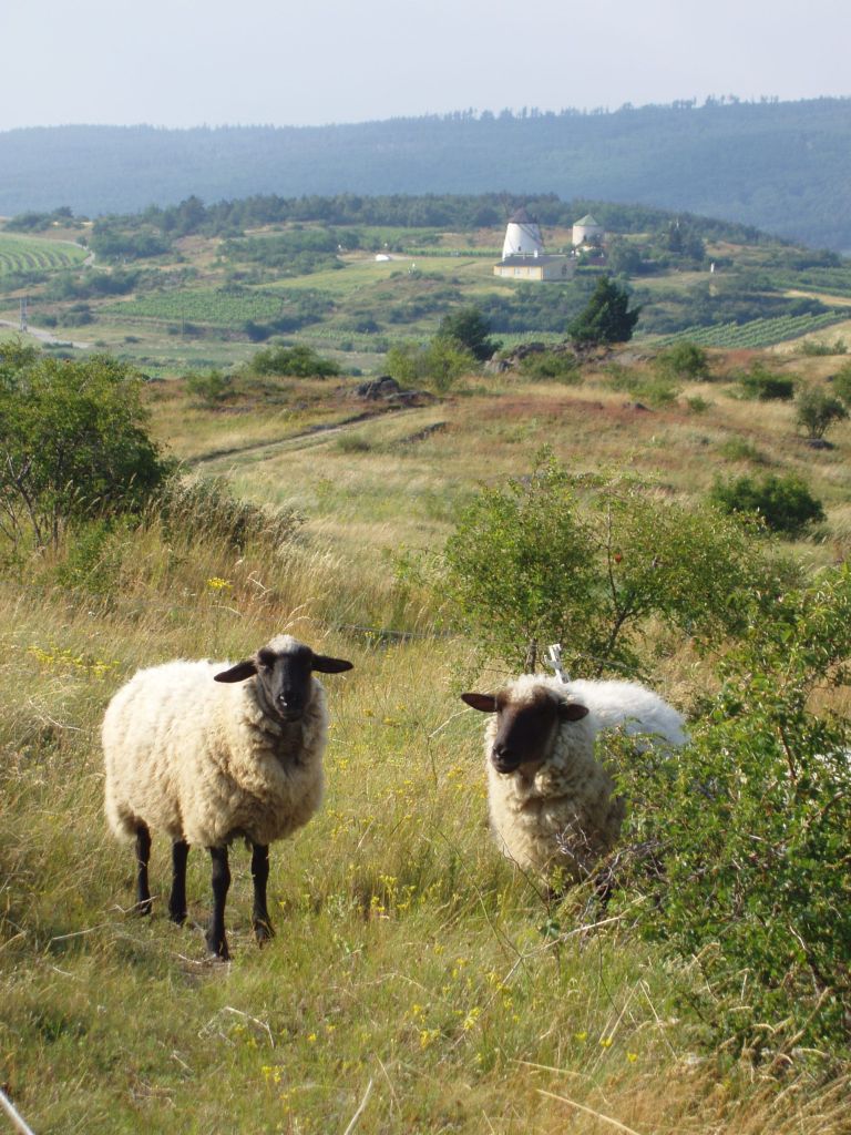 Schafe im Retzer Hügelland